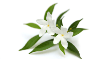Jasmine flowers
