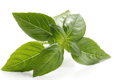 Basil
