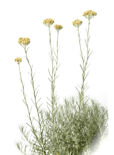 Helichrysum 