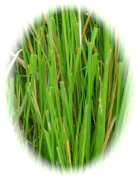 Vetiver