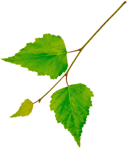 birch