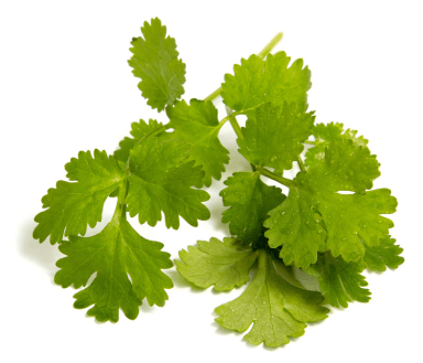 Coriander:Cilantro-did you know