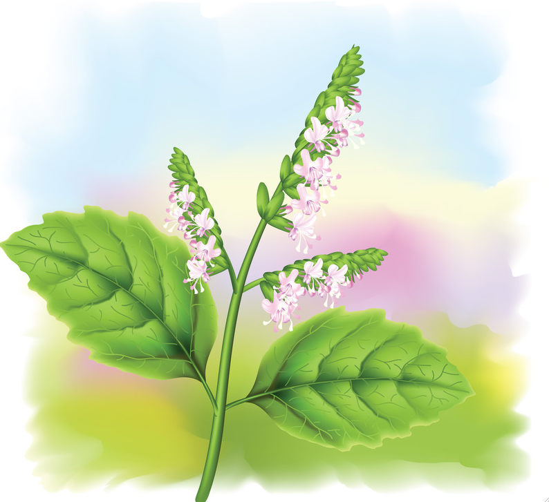 Patchouli-Did You Know