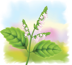 Patchouli-Did You Know