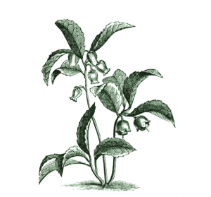 Screen shot 2015-01-17 at 4.43.59 PM