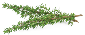 Thyme