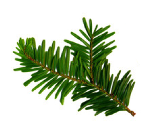 White Fir