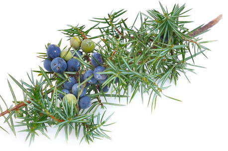 Juniper Berry