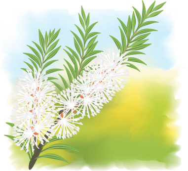 Melaleuca (Tea Tree)