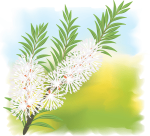 Melaleuca (Tea Tree)