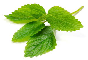 Melissa Lemon Balm