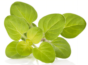 Oregano