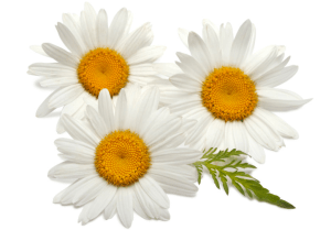Roman Chamomile