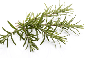Rosemary