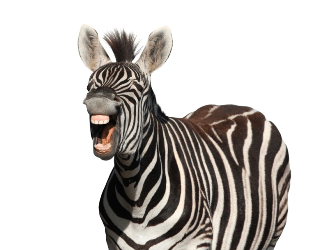Laughing Zebra