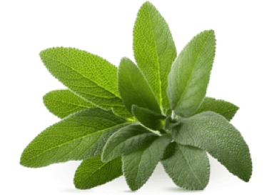 Sage