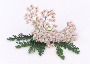 Yarrow