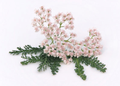 Yarrow