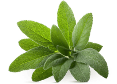 Sage