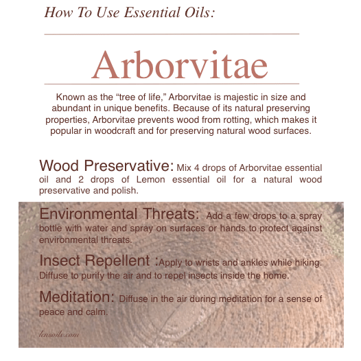 How to Use Arborvitae Essential Oil