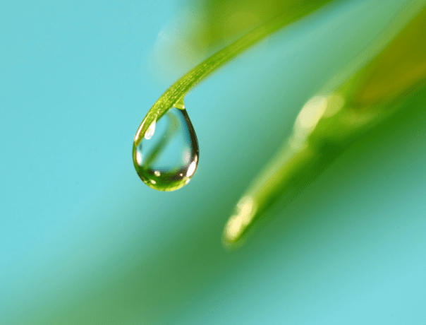 Water drop from grass