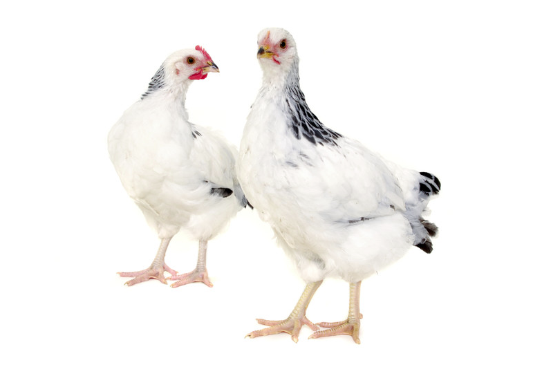 Chickens.png