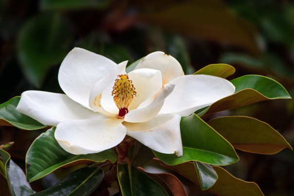 Magnolia Flower.jpg