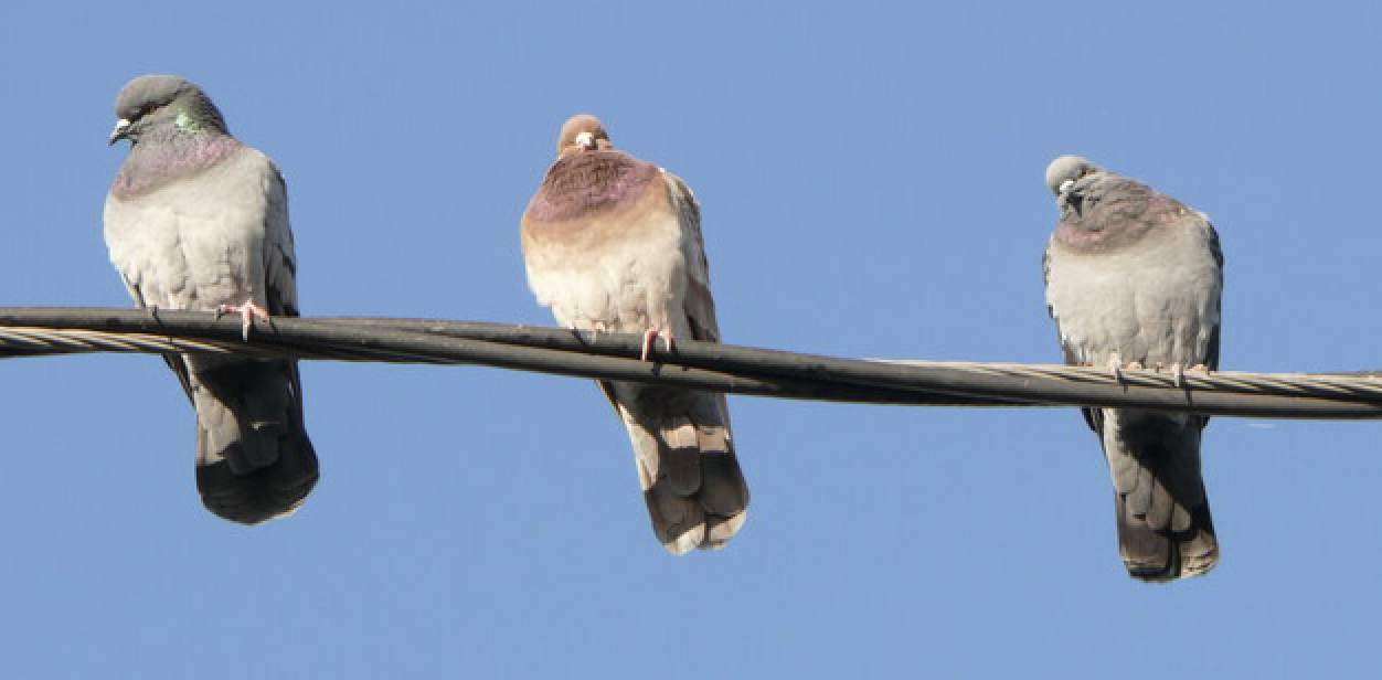 Three birds on a Wire.png