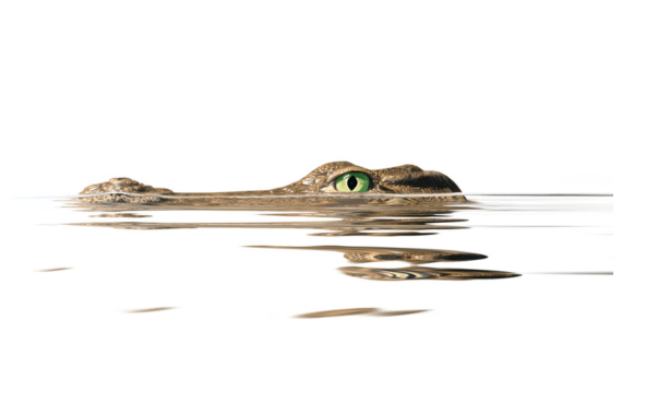 Crocodile in the water.png